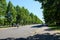 Gorgeous tall trees, Alexandra Park Uk