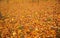 Gorgeous texture / background of yellow orange fallen leaves. Autumn / fall beautiful backgrounds