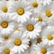 Gorgeous top view of blooming white daisy flower in full bloom, displaying intricate petals
