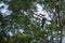 Gorgeous toucan hiding in tree top, Pantanal, Brazil