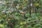 Gorgeous toucan hiding in tree top, Pantanal, Brazil