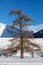 Gorgeous tree on the background of the Alpine mountains