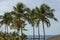 Gorgeous tropical landscape view. Green palm trees and plants on coast line. Amazing turquoise water and endless skyline. Curacao