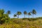 Gorgeous tropical landscape view. Green palm trees and plants on coast line on blue sky background Miami south beach.