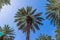 Gorgeous tropical landscape view. View of green palm trees on blue sky background Miami south beach.