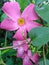 Gorgeous Tropical Pink Flowers Blooming In Louisiana