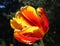 A gorgeous tulip blooms in spring