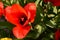 Gorgeous Tulip red flower closeup in a sunny afternoon