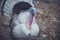 Gorgeous turkey white  on background. Portrait of farming bird turkey