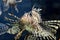 Gorgeous Underwater Look at a Turkeyfish Up Close