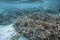 Gorgeous underwater view on coral. Snorkeling in Indian Ocean,