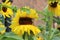 Gorgeous and unique image of several sunflowers, two that look as though they are hugging