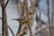 Gorgeous Varied Thrush sitting pretty on a Catalpa branch