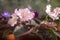 Gorgeous velvet delicate pale pink flower of home violet on a blurred background.