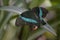 Gorgeous Vibrant Blue on the Wings of a Emerald Swallowtail