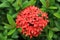 Gorgeous Vibrant Red Blooming Ixora Flower