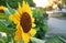 Gorgeous Vibrant Yellow Sunflower Blossoming in the Garden