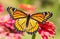 Gorgeous Viceroy butterfly resting on a Zinnia flower with wings wide open