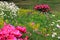 Gorgeous view of different kind of flowers on grass lawn background. Beautiful nature background / texture