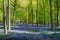 Gorgeous view of a forest of beech trees with  bluebells newly blooming at sunrise in England