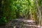 A gorgeous view of the forest in Maui, Hawaii