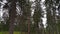 Gorgeous view of forest rocky hill with green pine trees on blue sky background.