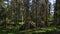 Gorgeous view of forest rocky hill with green pine trees on blue sky background.