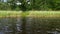 Gorgeous view on green trees on coast of lake and gull  surrounded with green lake grass .