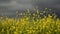 Gorgeous view, light and dark together, yellow field and dark clouds