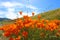 Gorgeous view of the orange and purple wildflowers at the Antelope Valley Poppy fields