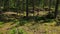 Gorgeous view over nature landscape on summer day. Forest landscape with green trees, bushes, plants. Sweden.