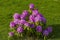 Gorgeous view of purple rhododendron bushes on green lawn background. Beautiful nature backgrounds