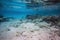 Gorgeous view of underwater world. Snorkeling.Maldives, Indian Ocean. Dead reef corals and beautiful fishes in blue water