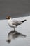 gorgeous view on young black-headed gull standing in water and reflection in it