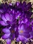 Gorgeous violet colored crocuses in close up