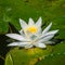 Gorgeous water lily, lotus, floating in a small pond at Spring