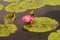 Gorgeous water lily, lotus, floating in a small pond at Spring