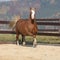 Gorgeous welsh cob running in autumn