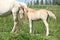 Gorgeous welsh mountain pony foal