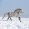 Gorgeous welsh mountain pony running in winter