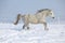 Gorgeous welsh mountain pony running in winter