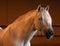 Gorgeous white andalusian spanish stallion, amazing arabian horse.