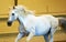 Gorgeous white andalusian spanish stallion, amazing arabian horse.