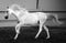 Gorgeous white andalusian spanish stallion, amazing arabian horse.