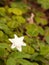 A Gorgeous White Anemone nemorosa `Alba Plena`Windflow