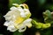 Gorgeous White Bloom of an Orchid Cactus.