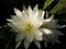 Gorgeous White Cactus Flower