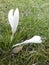 Gorgeous white crocuses in March in the garden. Berlin, Germany