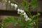 Gorgeous White Flowering Bleeding Heart with Dangling Blossoms