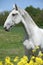 Gorgeous white lipizzaner with yellow flowers